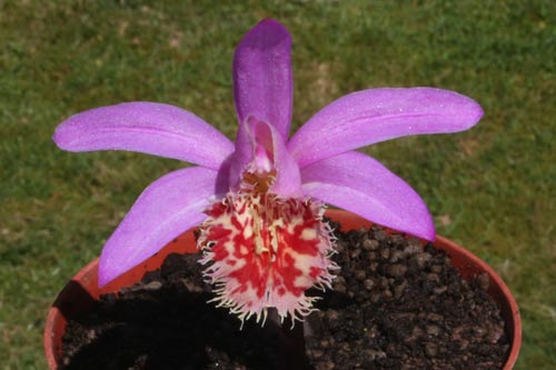 Pleione Vesuvius 'Phoenix' img_8040