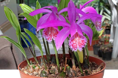 Pleione Tongariro img_9343