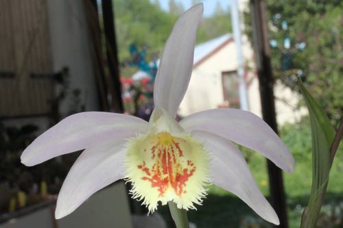 Pleione Schantung 'Ridgeway' img_9352