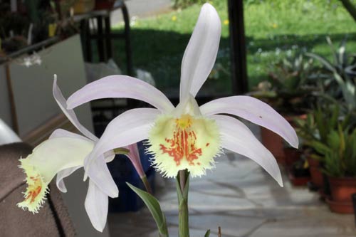 Pleione Schantung 'Ridgeway' img_9356
