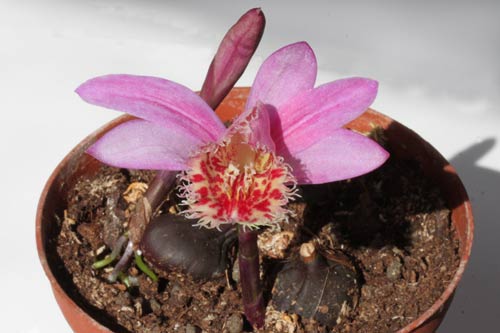 Pleione Vesuvius 'Phoenix' img_9360