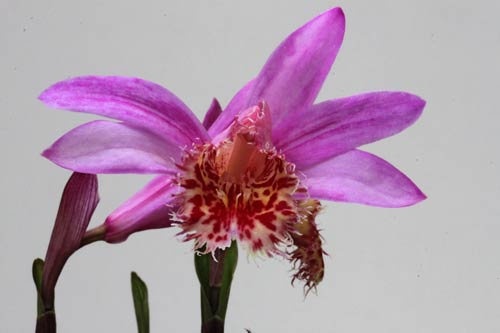 Pleione Vesuvius 'Phoenix' img_9378