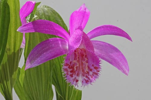 Pleione Tongariro img_9392