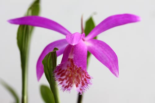 Pleione Tongariro imga_3393