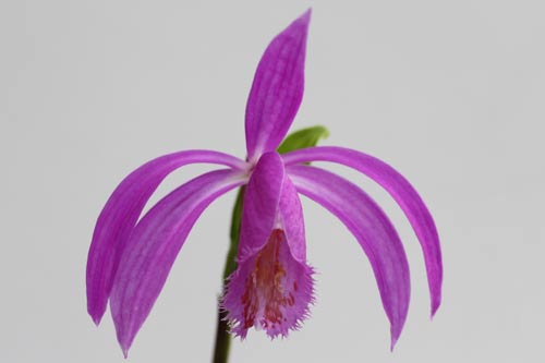 Pleione Tolima imga_3404