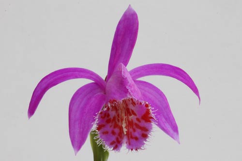 Pleione Stromboli imga_3411