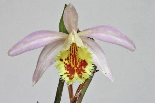 Pleione Schantung 'Ridgeway' imga_3566