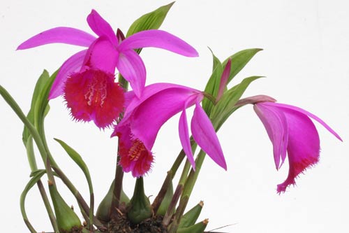 Pleione sp imga_3750