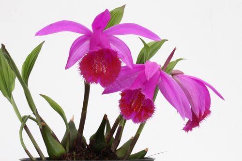 Pleione sp imga_3751