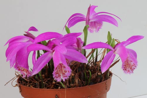 Pleione Tongariro imgb_0221