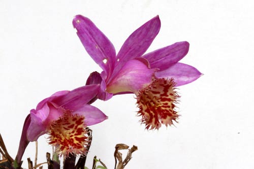 Pleione Vesuvius 'Phoenix' imgb_0302