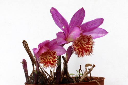 Pleione Vesuvius 'Phoenix' imgb_0303