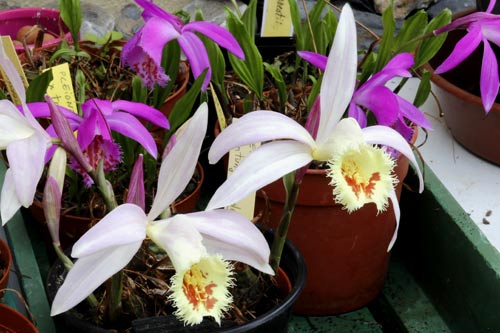 Pleione Schantung 'Ridgeway' imgb_0318
