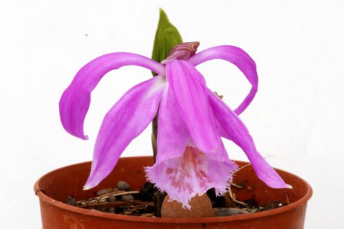 Pleione Tolima imgb_0330