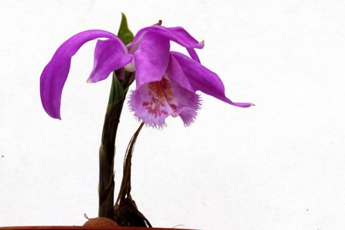 Pleione Tolima imgb_0331