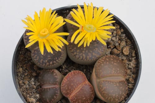 Lithops aucampiae img_06297