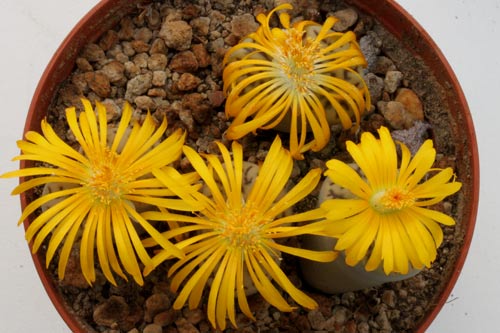 Lithops bromfieldii v. mennellii C283 img_06435
