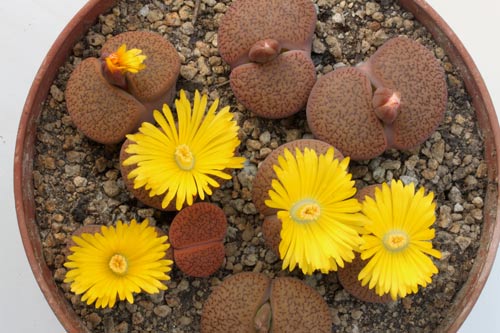 Lithops aucampiae ssp. aucampiae v. koelemanii C016 img_06450