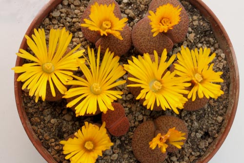 Lithops aucampiae ssp. aucampiae v. koelemanii C016 img_06512