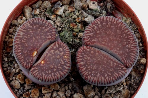 Lithops aucampiae ssp. euniceae v. euniceae C048 img_07291