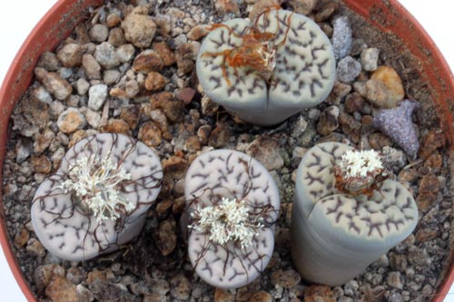 Lithops bromfieldii v. mennellii C283 img_07304