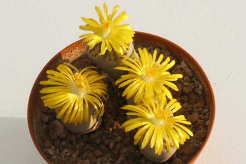 Lithops bromfieldii v. mennellii C283 img_04548