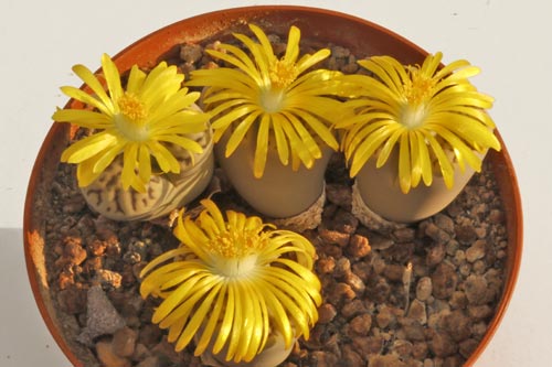 Lithops bromfieldii v. mennellii C283 img_04549