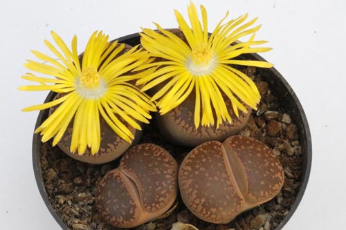 Lithops aucampiae img_05724