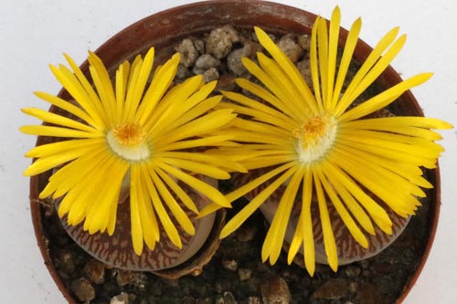 Lithops aucampiae ssp. euniceae v. euniceae C048 img_05756