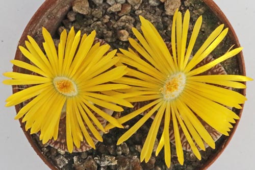 Lithops aucampiae ssp. euniceae v. euniceae C048 img_05757