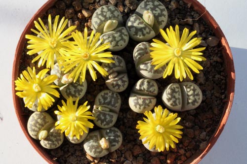 Lithops dorotheae img_06421