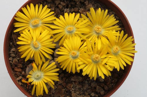 Lithops dinteri ssp. dinteri V. brevis C084 img_06510