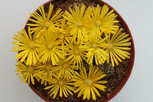 Lithops dorotheae C300 img_06516