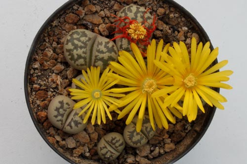 Lithops dorotheae C300 img_06522