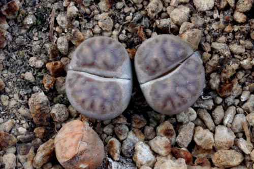 Lithops dinteri ssp multipunctata C181 TL img_07293