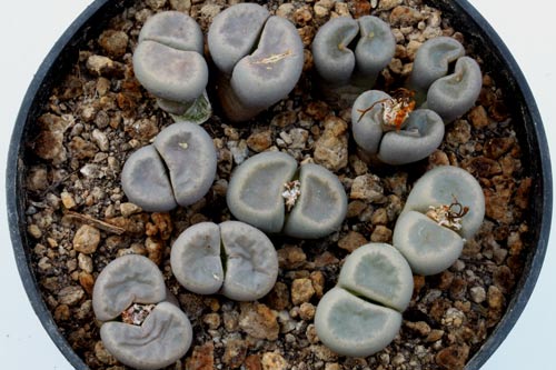 Lithops dinteri ssp. dinteri V. brevis C084 img_07296