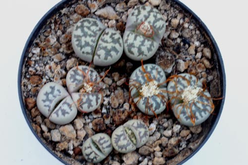 Lithops dorotheae C300 img_07300