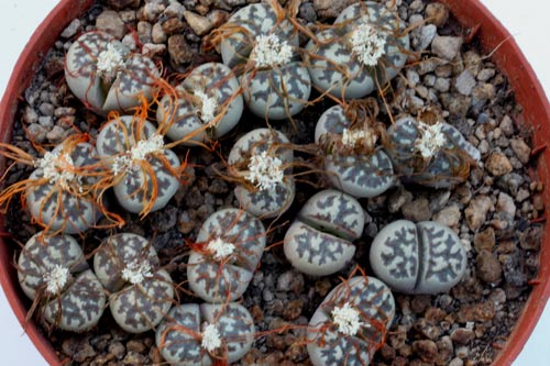 Lithops dorotheae img_07302