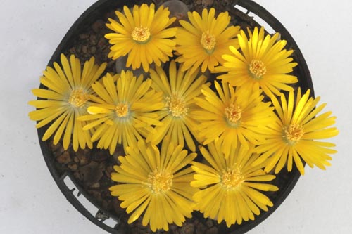 Lithops dinteri ssp. dinteri V. brevis C084 img_05745