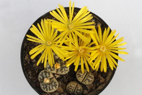Lithops dorotheae img_05762