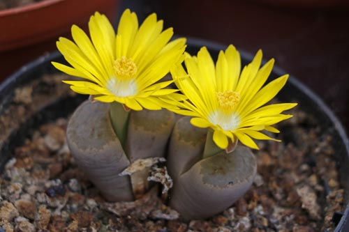 Lithops dinteri img_05951