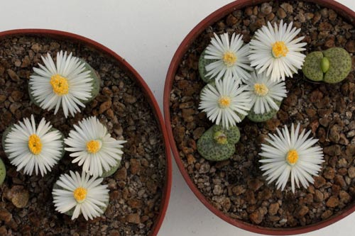 Lithops fulviceps v. fulviceps 'Aurea' C363 img_06111