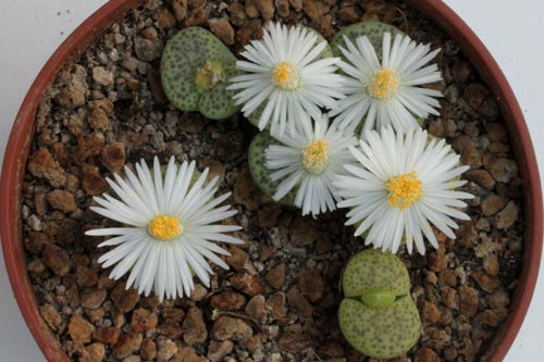 Lithops fulviceps v. fulviceps 'Aurea' C363 img_06115