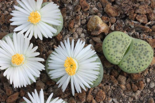 Lithops fulviceps v. fulviceps 'Aurea' C363 img_06120