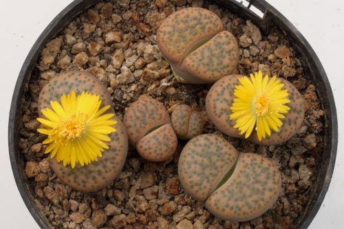 Lithops fulviceps img_06463