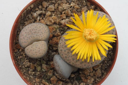 Lithops fulviceps v. lactinea C222 TL img_06475