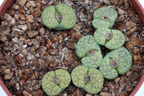 Lithops fulviceps v. fulviceps 'Aurea' C363 img_07357