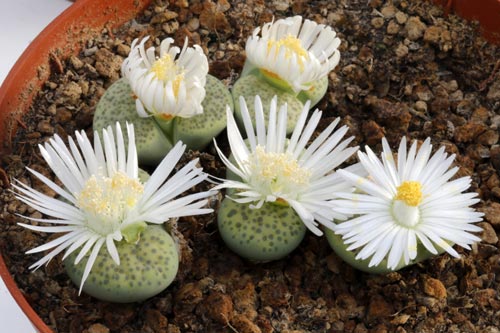 Lithops fulviceps v. fulviceps 'Aurea' C363 img_04567