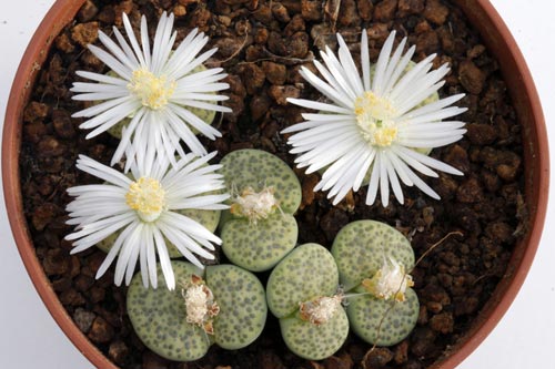 Lithops fulviceps v. fulviceps 'Aurea' C363 img_04571