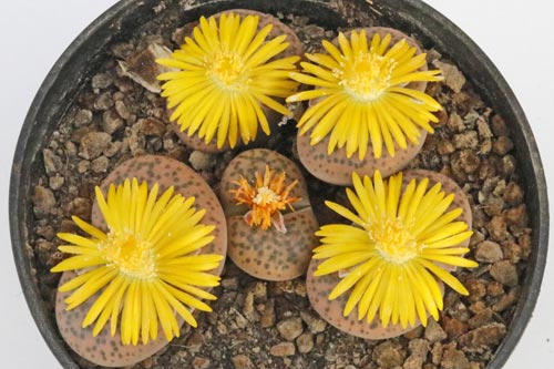 Lithops fulviceps img_05721